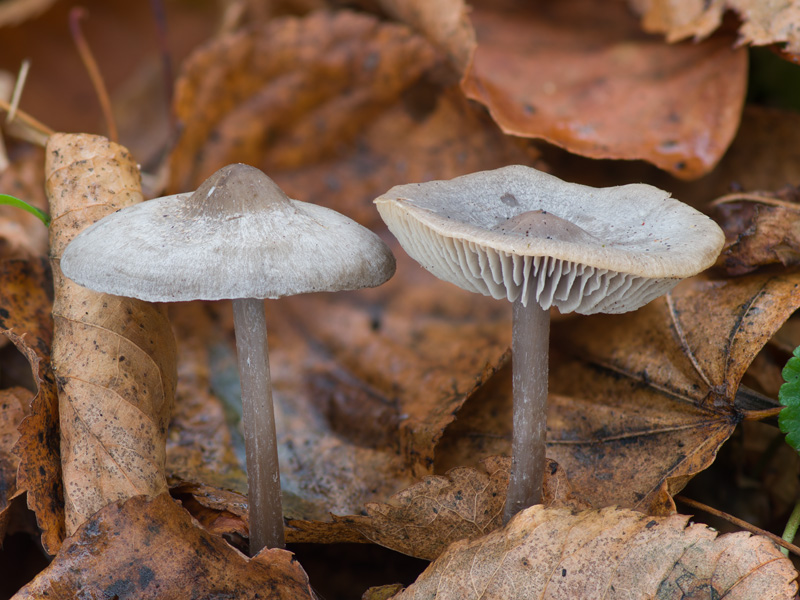 Tephrocybe rancida